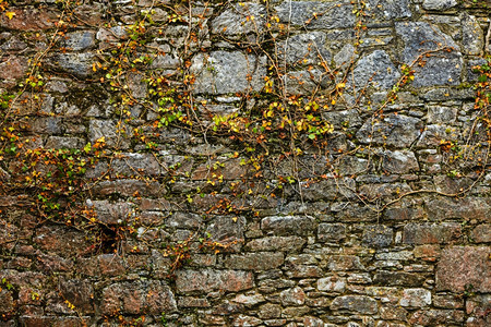 灰岩壁背景和常春藤叶绿植物图片