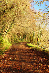 秋天之路爱尔兰科克镇公园路秋天森林的景观棕色树叶在前景图片