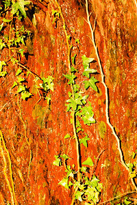 橙状湿石天然岩壁和常春藤叶绿植物图片