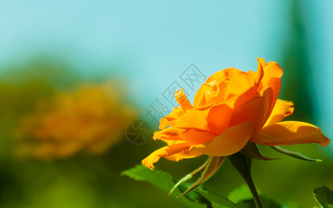 大自然美丽鲜艳的橙色玫瑰花和模糊背景的朵相近园艺高清图片