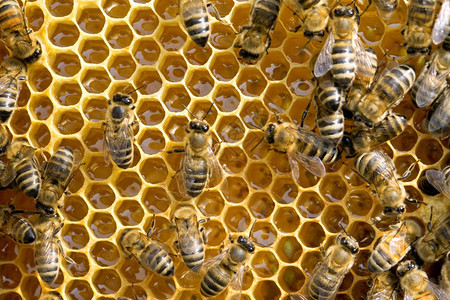 近距离观察蜂蜜在细胞中的活蜂xAxA图片