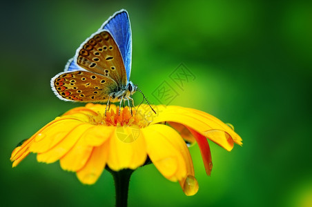黄花上的蓝色蝴蝶图片