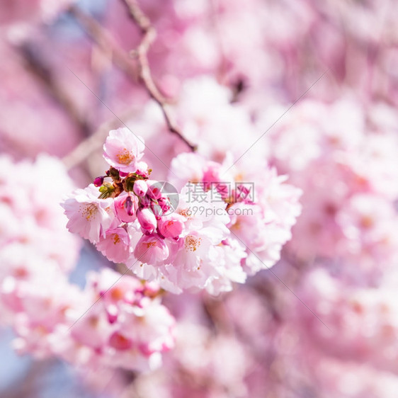 美丽的樱花粉红色图片
