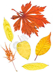 收藏美丽多彩的秋叶在白色背景上隔离色彩多的普通秋叶图片