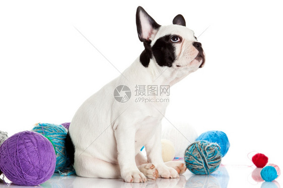 法国牛犬狗羊毛球孤立在白色背景图片