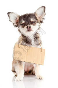 吉娃和空纸板的狗抓着流浪汉的狗图片