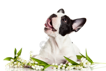 白色背景的法国斗牛犬肖像图片