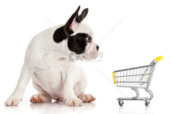 法式公牛和购物车在白色的小狗身上被隔离图片