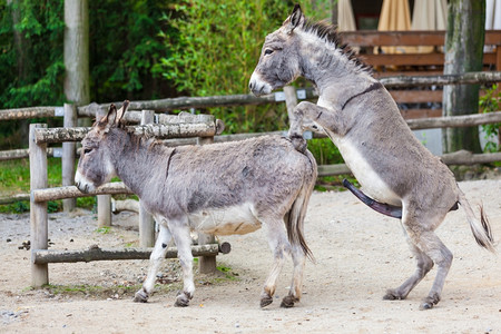 两头驴高清图片