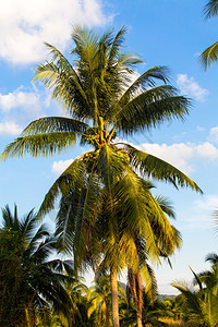 椰子树上的果子图片