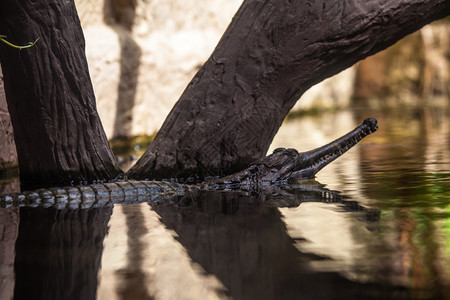 Caimancrocodilus年轻鳄鱼图片