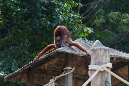 Orangutan饮尿图片