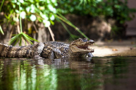 Caimancrocodilus年轻鳄鱼图片