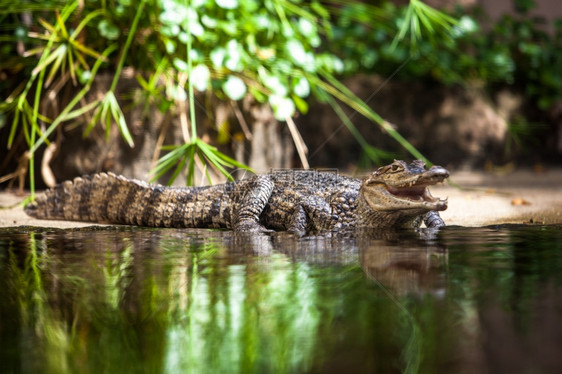 Caimancrocodilus年轻鳄鱼图片