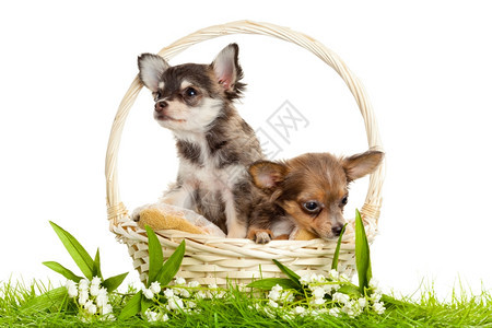 一只小狗在白色背景面前的篮子里画小狗肖像图片