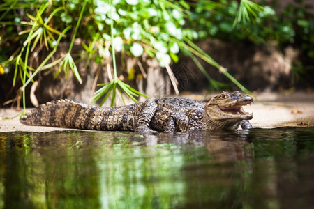 Caimancrocodilus年轻鳄鱼图片