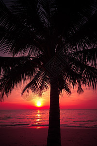 日落热带沙滩上的棕榈树浅影图片