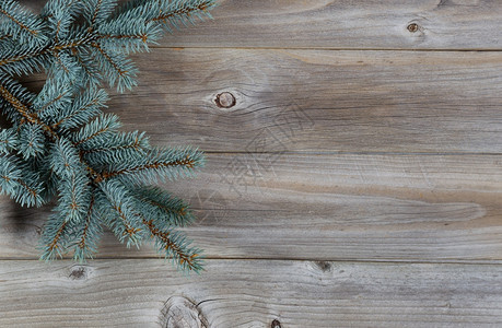 Rustic木板上真实的蓝色Spruce树枝分支的水平图像图片