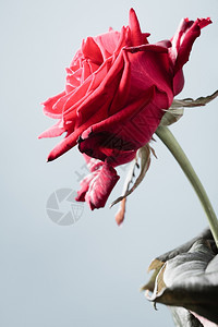 盛开的红玫瑰花作为灰色上的爱象征图片