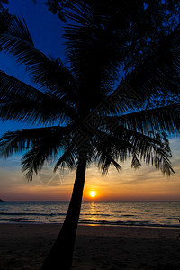 良夕热带日落棕榈树图片