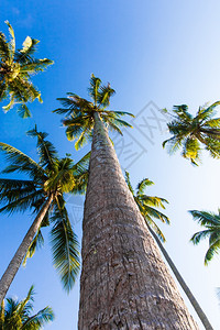 蓝晴的天空中美丽棕榈树三棵对着蓝天图片