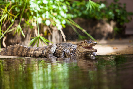 Caimancrocodilus年轻鳄鱼图片