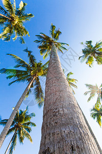 蓝晴的天空中美丽棕榈树三棵对着蓝天图片
