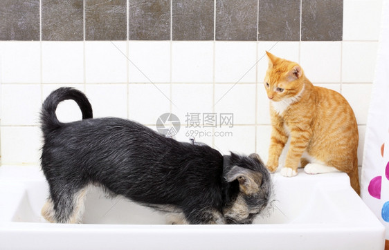 在家狗和小红猫的宠物在浴室水槽里一起玩图片