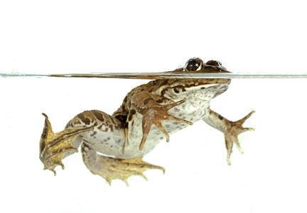 白色背景前的常见青蛙图片