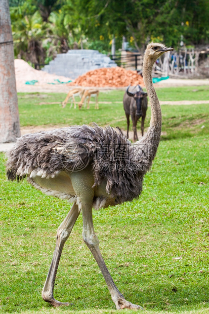 动物园中的ostrich图片