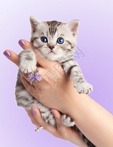 可爱的年轻猫在女人手中图片