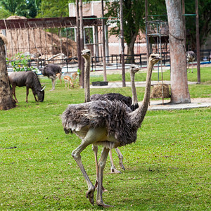 动物园中的ostrich图片