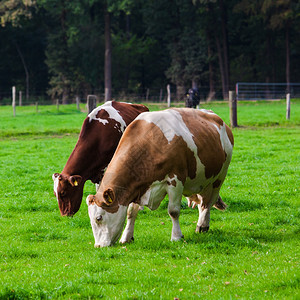 田野上的奶牛肖像图片