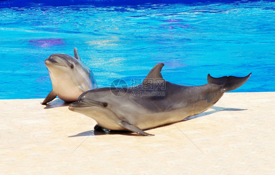游泳池蓝水中快乐的海豚图片
