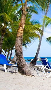 沙滩和棕榈树上有海浪的热带滩图片