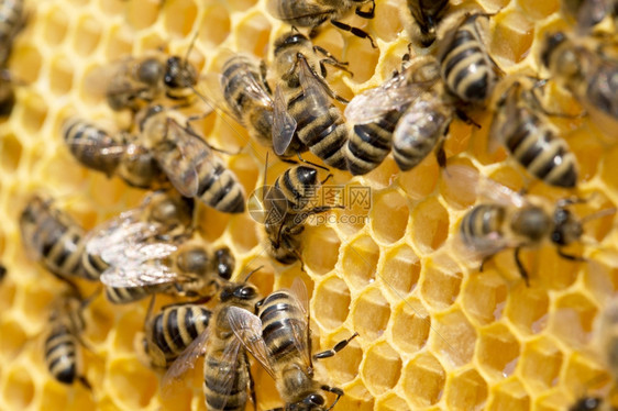 近距离观察蜂蜜在细胞上的活蜂图片