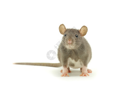 笑老鼠背景