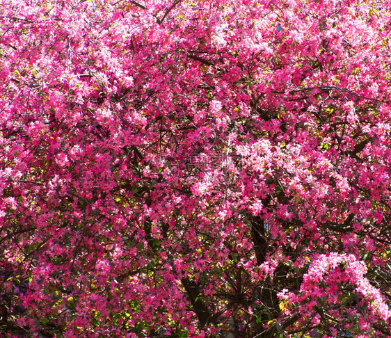 春樱花的近处图片