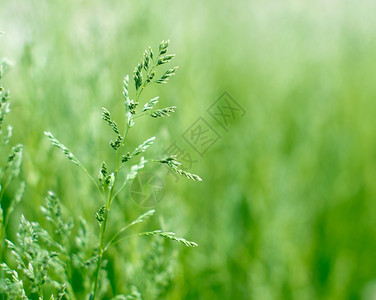 模糊背景绿草图片