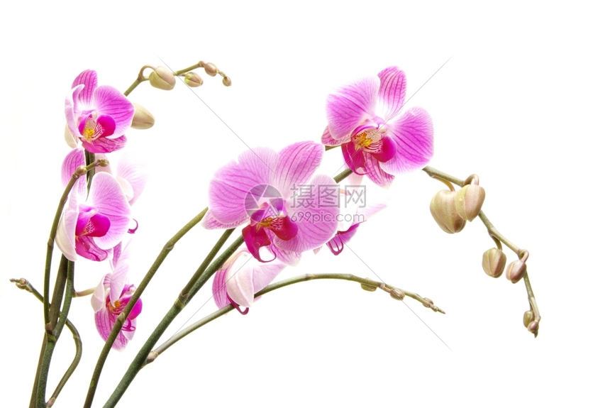 白背景的粉红兰花图片
