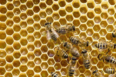 近距离观察蜂蜜在细胞上的工作图片