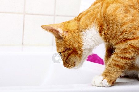 困的猫家里的动物洗手池里的红可爱小猫宠背景