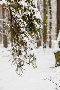 冬季和节特定森林树木覆盖着白新雪图片