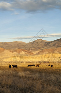 西部山脉附近牧场图片