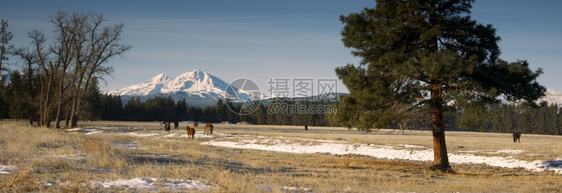 三姐妹山基地的马牧场俄勒冈图片