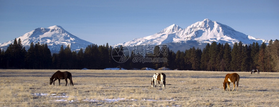 三姐妹山基地的马牧场俄勒冈图片