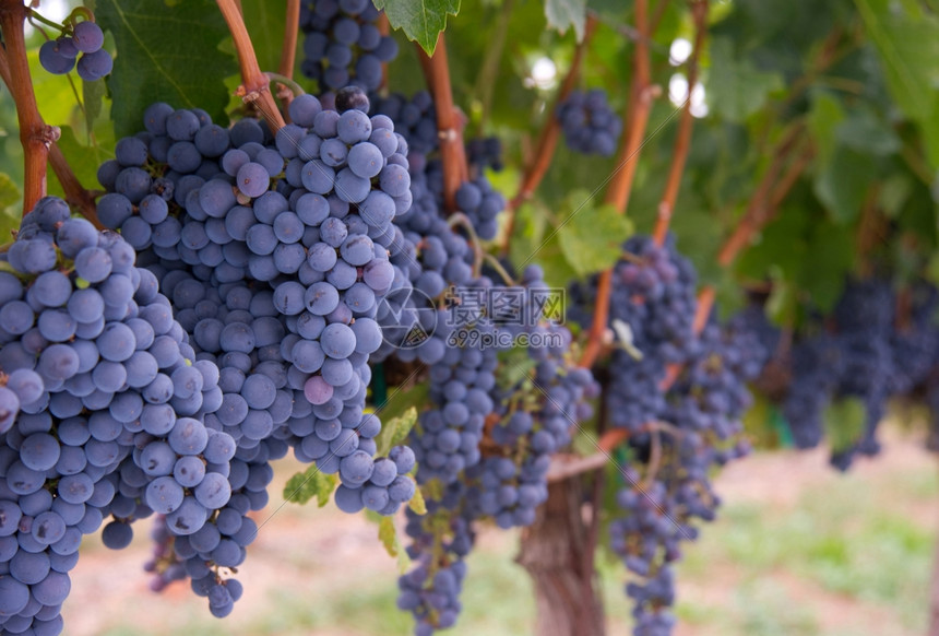 葡萄仍在生长成熟准备就绪在葡萄园图片