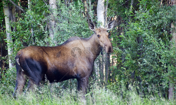 在阿拉斯加的树林边缘一只大阿拉斯加驼鹿站在树林的边缘图片