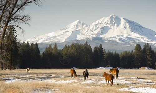 马在俄勒冈州三姐妹基地附近放牧图片