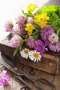 丰富多彩的鲜花和药草图片